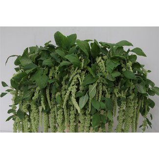 Freshy Amaranthus Caudatus “Green Cordyline” | Colour: Green | Length ± 65 centimetre | Per 10 fresh flowers