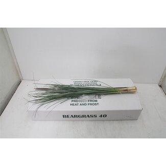 Freshy Xerophyllum Tenax Beregras | Kleur: Groen | Lengte ± 75 centimeter | 40 takken per bos | Per 5 bossen