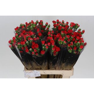 Freshy Trosnelke “Aragon” | Farbe: Rot | Länge ± 60 centimeter | Pro 25 frische Blumen