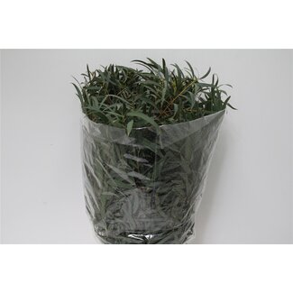 Freshy Eucalyptus Dominichina | Couleur: Vert | Longueur ± 70 centimeter | Par 5 bouquets