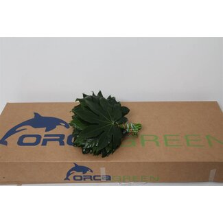 Freshy Aralia Blatt | Farbe: Grün | Länge ± 25 centimeter | Pro 5 Bündel