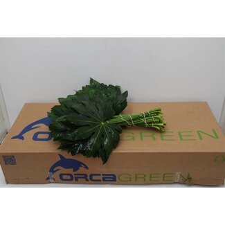 Freshy Aralia Feuille | Couleur: Vert | Longueur ± 50 centimeter | Par 5 bottes