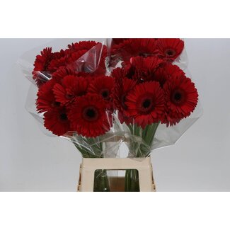 Freshy Gerbera “Armor” | Farbe: Rot | Länge ± 65 centimeter | Pro 10 frische Blumen
