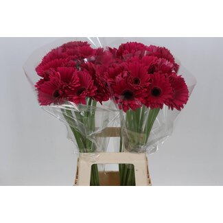 Freshy Gerbera “Marilu” | Colour: Purple Pink | Length ± 65 centimeter | Per 10 fresh flowers