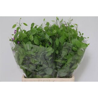 Freshy Lunaria Judaspenning | Kleur: Naturelle | Lengte ± 70 centimeter | Per 5 bossen
