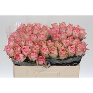 Freshy Rosen “Paloma Steffi” | Farbe: Rosa | Länge ± 50 centimeter | Pro 10 Rosen