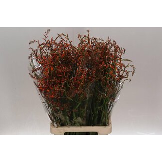 Freshy Crocosmia “Lucifer” | Kleur: Rood | Lengte ± 80 centimeter | Per 25 stelen verse bloemen