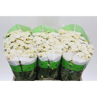 Freshy Chrysanthemum Chrysant Santini “Rossi White” | Farbe: Weiß | Länge ± 55 centimeter | Pro 25 Stielen frische Blumen