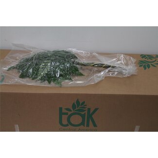 Freshy Rumohra Lederfarn Vakuumverpackt | Farbe: Grün | Länge ± 50 centimeter | 35 Zweige pro Bündel | Pro 5 Bündel