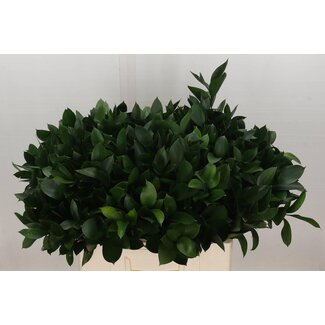 Freshy Ruscus Hypophyllum Muizendoorn | Couleur: Vert | Longueur ± 60 centimeter | Par 50 branches
