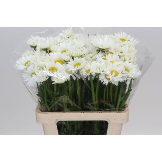 Freshy Leucanthemum Vulgare “Rheinblick” Margerite | Farbe: Weiß | Länge ± 60 centimeter | Pro 50 frische Blumen