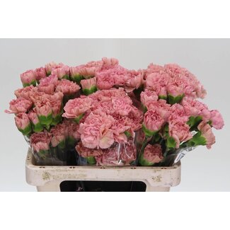 Freshy Korte Anjer “Lege Pink” | Kleur: Roze | Lengte ± 55 centimeter | Per 20 verse bloemen