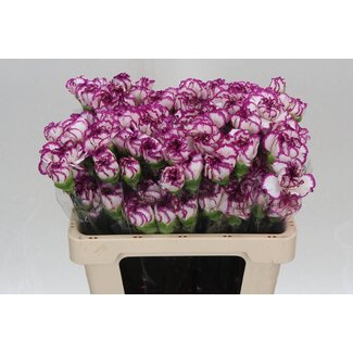 Freshy Œillet court “Kino” | Couleur: Blanc Violet | Longueur ± 55 centimeter | Par 20 fleurs fraîches
