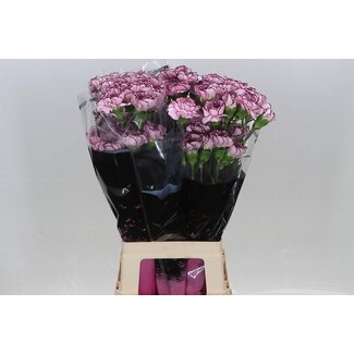 Freshy Long Oeillet “Damascus” | Couleur: Blanc Violet | Longueur ± 70 centimeter | Par 20 fleurs fraîches