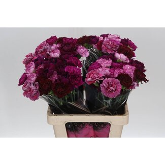 Freshy Lange Anjer “Mix Paars” | Kleur: Gemengde Kleuren | Lengte ± 65 centimeter | Per 20 verse bloemen