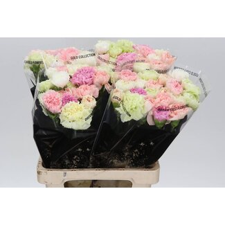 Freshy Lange Nelke “Mix Pastell” | Farbe: Gemischte Farben | Länge ± 65 centimeter | Pro 20 frische Blumen