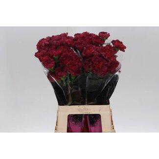 Freshy Œillet long “Lucy” | Couleur: Rouge | Longueur ± 65 centimeter | Par 20 fleurs fraîches