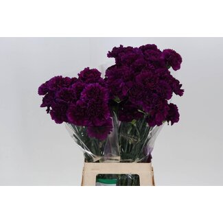 Freshy Long Œillet “Fl Moontea” | Couleur: Violet | Longueur ± 70 centimètre | Par 20 fleurs fraîches