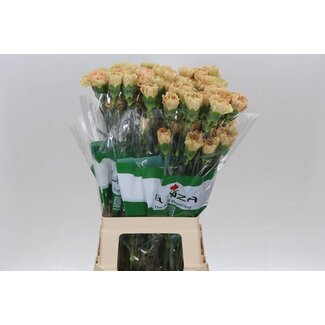 Freshy Œillet long “Funza Ambar” | Couleur: Orange | Longueur ± 70 centimeter | Par 20 fleurs fraîches