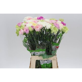 Freshy Œillet long “Funza Rainbow Pastel” | Couleur: Couleurs mélangées | Longueur ± 70 centimeter | Par 20 fleurs fraîches