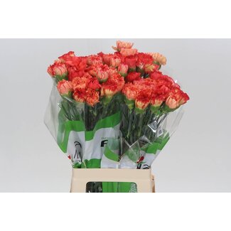 Freshy Œillet long “Funza Rainbow Orange” | Couleur: Couleurs mélangées | Longueur ± 70 centimeter | Par 20 fleurs fraîches