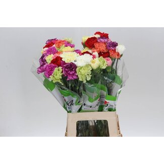 Freshy Lange Nelke “Funza Rainbow Mix” | Farbe: Gemischte Farben | Länge ± 70 centimeter | Pro 20 frische Blumen