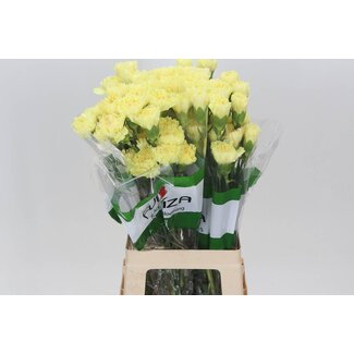 Freshy Lange Nelke “Funza Hermes Geel” | Farbe: Gelb | Länge ± 70 centimeter | Pro 20 frische Blumen