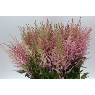 Freshy Astilbe Arendsii “Erika” | Kleur: Roze | Lengte ± 70 centimeter | Per 10 stelen verse bloemen