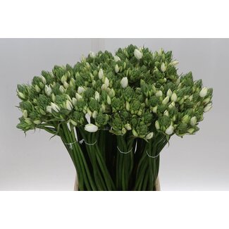 Freshy Ornithogalum Vogelmilch “Pilar” | Farbe: Weiß | Länge ± 55 centimeter | Pro 50 Stielen frische Blumen
