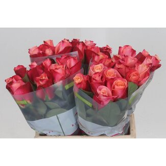 Freshy Rosen “Helene” | Farbe: Rosa | Länge ± 40 centimeter | Pro 20 Rosen