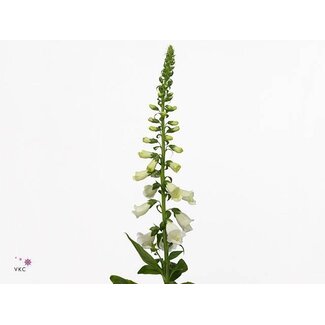 Freshy Digitalis Purpurea Vingerhoedskruid “Camelot White” Extra | Kleur: Wit | Lengte ± 100 centimeter | Per 5 stelen verse bloemen