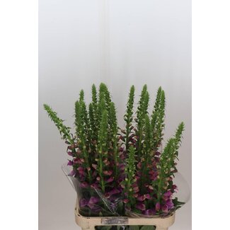 Freshy Digitalis Purpurea Vingerhoedskruid “Camelot Lavender” Extra | Kleur: Paars | Lengte ± 100 centimeter | Per 5 stelen verse bloemen