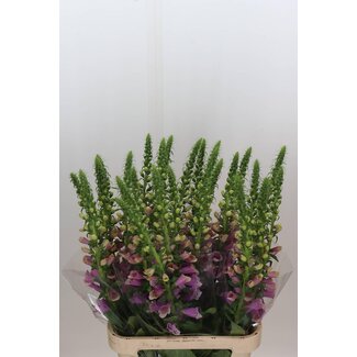Freshy Digitalis Purpurea Vingerhoedskruid “Camelot Rose” Extra | Kleur: Paars | Lengte ± 100 centimeter | Per 5 stelen verse bloemen