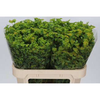 Freshy Bupleurum Rotundifolium Bouclier doré | Couleur: Jaune | Longueur ± 70 centimeter | Par 25 tiges de fleurs fraîches