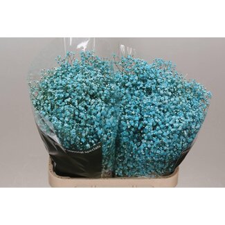 Freshy Gypsophila Gypsophile Coloré “Turquoise” | Couleur: Couleurs mélangées | Longueur ± 80 centimeter | Par 25 tiges de fleurs fraîches