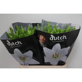 Freshy Lilie Longiflorum x asiatische Lilie Aqua “Eyeliner” | Farbe: Weiß | Länge ± 90 centimeter | Pro 10 Stiele frische Blumen