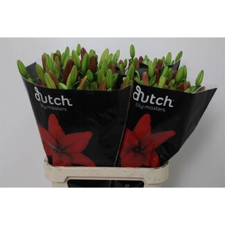 Freshy Lys Longiflorum x Lys asiatique Aqua “Ducati” | Couleur: Rouge | Longueur ± 90 centimeter | Par 10 tiges fleurs fraîches
