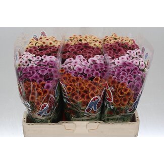 Freshy Chrysanthème Chrysant Santini “Mad Tyolo Mix” | Couleur: Couleurs mélangées | Longueur ± 55 centimeter | Par 25 tiges de fleurs fraîches