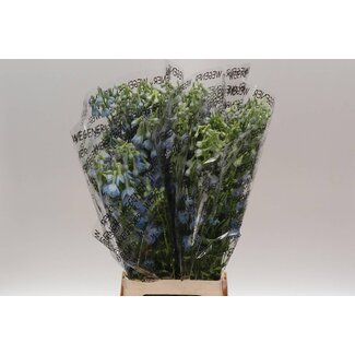 Freshy Delphinium “Ballkleid” | Couleur: Bleu | Longueur ± 80 centimeter | Par 10 tiges de fleurs fraîches