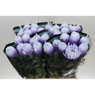Freshy Deko Chrysantheme Chrysant “Antonov” Farbbehandelt Pastell Milka | Farbe: Lila | Länge ± 65 centimeter | Pro 10 frische Blumen