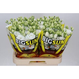 Freshy Eustoma Lisianthus Gefüllt “Alissa Pure White” | Farbe: Weiß | Länge ± 70 centimeter | Pro 10 Stielen frische Blumen