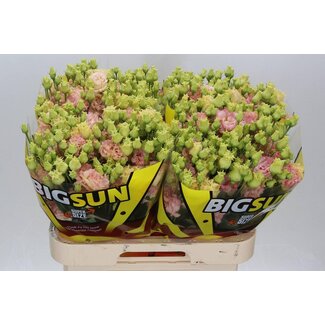 Freshy Eustoma Lisianthus Gefüllt “Alissa Champagne” | Farbe: Rosa | Länge ± 70 centimeter | Pro 10 Stiele frische Blumen
