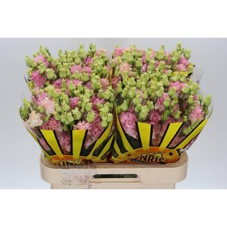 Freshy Eustoma Lisianthus Gevuld “Alissa Pink” | Kleur: Roze | Lengte ± 70 centimeter | Per 10 stelen verse bloemen