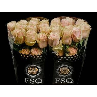 Freshy Großblütige Rosen “Pink Mondial” | Farbe: Rosa | Länge ± 60 centimeter | Herkunft Ecuador | Pro 20 Rosen