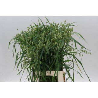Freshy Poaceae Briza Media Trilgras | Kleur: Wit | Lengte ± 70 centimeter | Per 50 verse bloemen