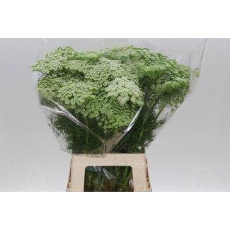 Freshy Dill | Farbe: Weiß | Länge ± 70 centimeter | Pro 25 frische Blumen