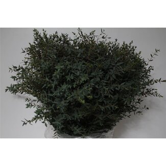 Freshy Eucalyptus Parvifolia | Colour: Green | Length ± 70 centimetre | Per 5 bunches