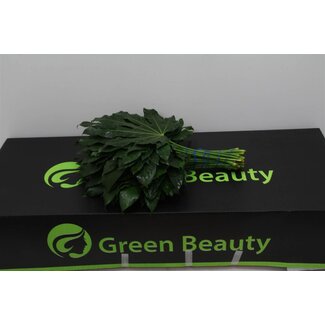 Freshy Aralia Feuille | Couleur: Vert | Longueur ± 40 centimètre | Par 5 bouquets