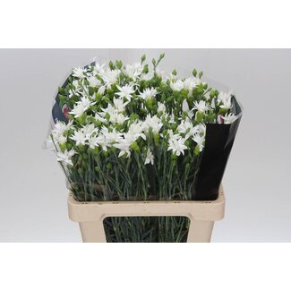 Freshy Oeillet en grappe “Tessino White” | Couleur: Rose | Longueur ± 60 centimeter | Par 50 fleurs fraîches