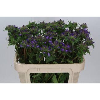 Freshy Campanula Glomerata Biologisch | Farbe: Violett Blau | Länge ± 70 centimeter | Pro 10 frische Blumen